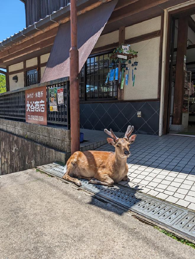 A deer in front of a store